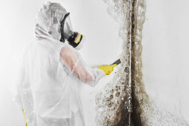Best Attic Mold Remediation in Tarkio, MO