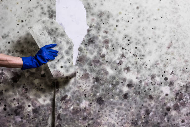 Best Post-Flood Mold Remediation in Tarkio, MO
